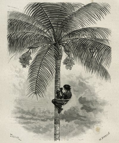 La recolte de la wax de palmier ceroxylon, dans le Quindio (Colombia), gravering af Taylor og Ferdinandus, for at illustrere historien L