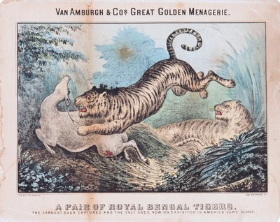 Et par kongelige bengalske tigre (wc på papir) af T. W. Strong