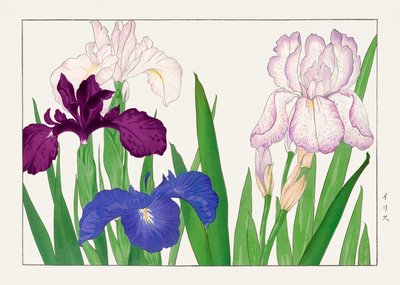 Irisblomst fra "Seiyou Sokazufu" af Tanigami Konan
