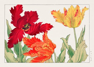 Papegøje-tulipan fra "Seiyou Sokazufu" af Tanigami Konan