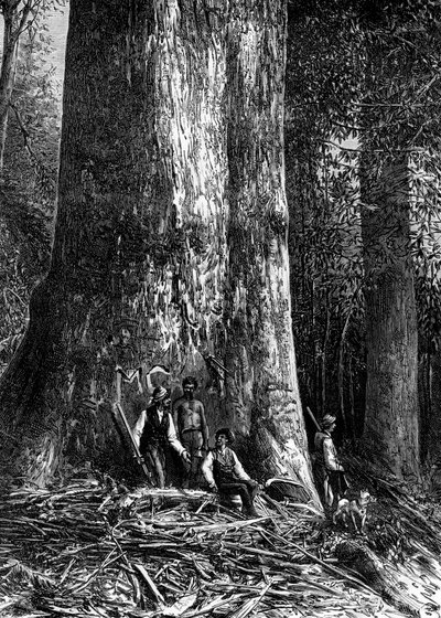 Kæmpeeukalyptus, Australien, 1886 af Taylor
