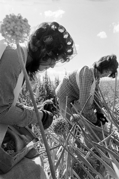 Familiefarmeren Ed Ker på A.M. Ker Ranch dyrker alfalfa- og... af Ted Spiegel