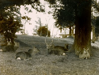 Dådyr i Kasauga Taisha Park, Nara, ca. 1900 - 1915 (fotografi) af Teijiro Takagi