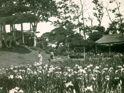 Horikiri Shobuens irishave i Tokyo, ca. 1900-1915 (fotografi) af Teijiro Takagi