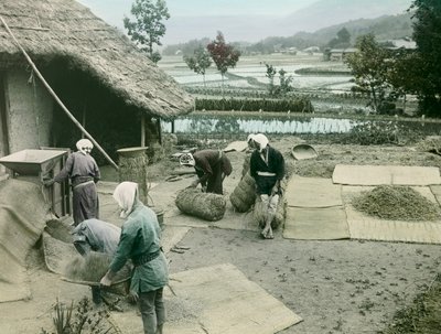 Bønder, der vinder ris i udkanten af rismarkerne i Japan, ca. 1900-1915 (fotografi) af Teijiro Takagi