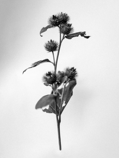 Amid the Flowers 23, 2021 (s/h-billede) af Teis Albers