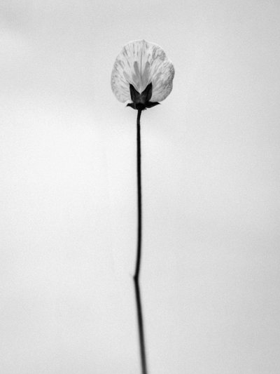 Amid the Flowers 26, 2021 (s/h-billede) af Teis Albers