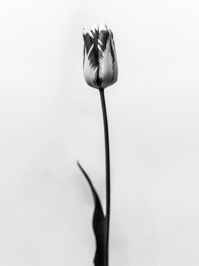 Amid the Flowers 70, 2021 (s/h-billede) af Teis Albers