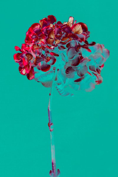 Hortensia, 2018 (foto) af Teis Albers
