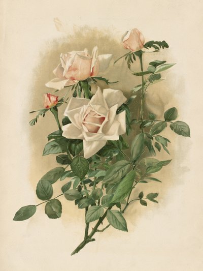 Duchesse De Vallombrosa-roser af Thaddeus Welch
