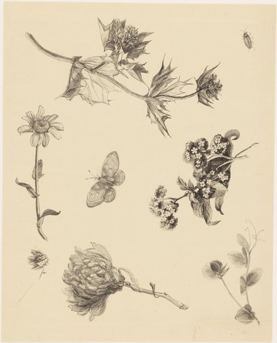 Blomster og Blade af Theo van Hoytema
