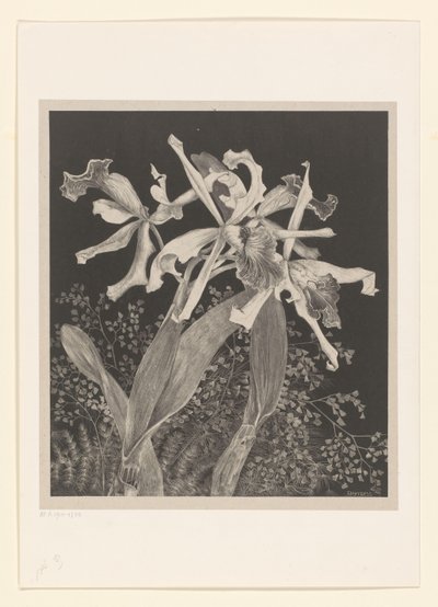 orkideer Orkideer Flower Studies (original serietitel) af Theo van Hoytema
