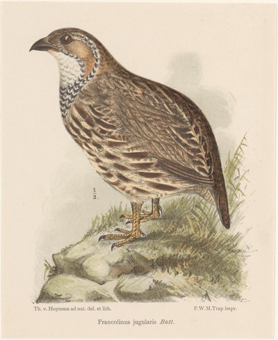 Agerhøne (francolinus jugularis) af Theo van Hoytema