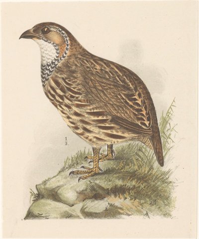 Agerhøne (francolinus jugularis) af Theo van Hoytema