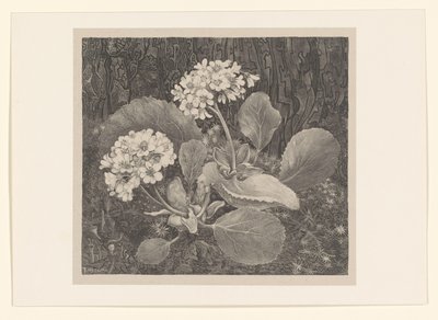 Primrose i mosen Flower Studies (original serietitel) af Theo van Hoytema