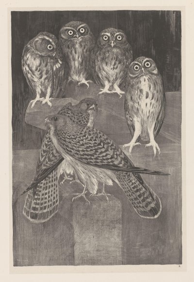 Fire små ugler og to tårnfalke Animal Studies (original serietitel) af Theo van Hoytema