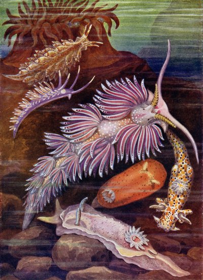 Søsnegle af Theobald Carreras