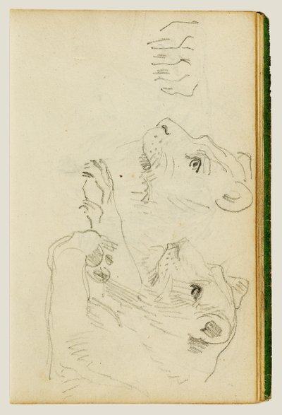 Undersøgelser af hovedet og forbenene på en løvinde af Theodore Gericault