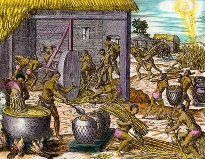 Amerikas historie: Indsamling af sukkerrør og fremstilling af sukker. Gravering af Theodore De Bry (1528-1598) Privatsamling fra det 16. århundrede af Theodore de Bry