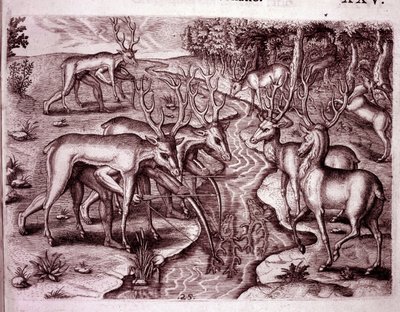 Indianere, der bruger hjorteskind til at jage andre hjorte (gravering af Theodore de Bry