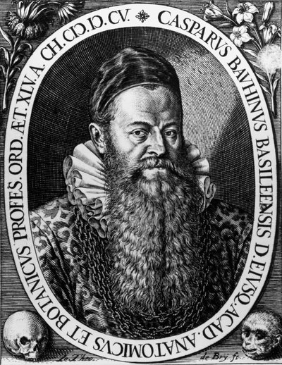 Portræt af Gaspard BAUHIN (1560-1624) schweizisk botanikergravering af Theodore de Bry af Theodore de Bry