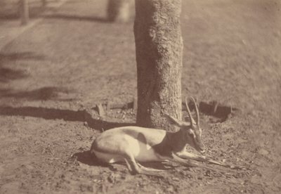 [Gazelle ligger ned mod et træ] af Théodule Devéria