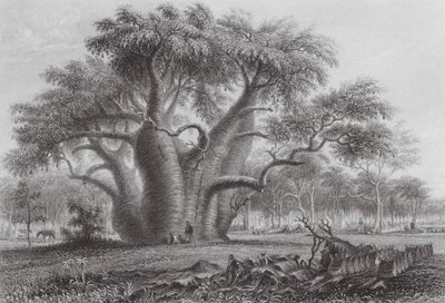 Australien: The Boadab Tree (gravering) af Thomas (after) Baines