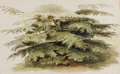 Et studie af et cedertræ i Merton af Thomas Baxter