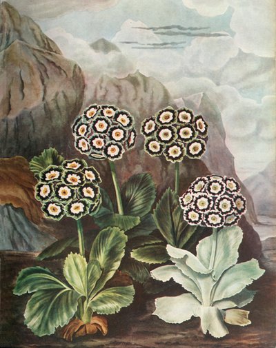 Auriculas, c1802-1821, 1948 af Thomas Baxter