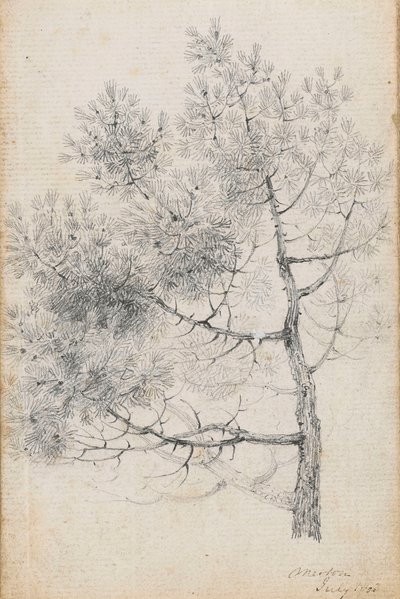 Studie af et fyrretræ ved Merton (recto) af Thomas Baxter