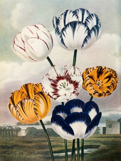 Tulipaner, c1802-1821, 1948. af Thomas Baxter