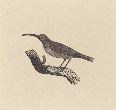 En fugl af Thomas Bewick