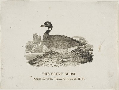 Brent Goose af Thomas Bewick