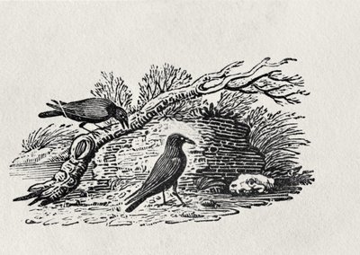 Krager (Corvus corone corone) fra 