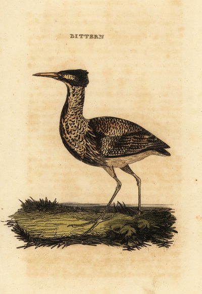 Eurasisk bittern eller stor bittern, Botaurus stellaris af Thomas Bewick