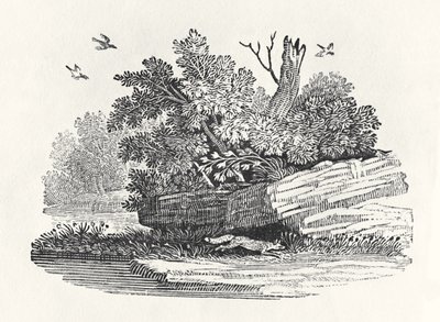 Fox escaping, fra 