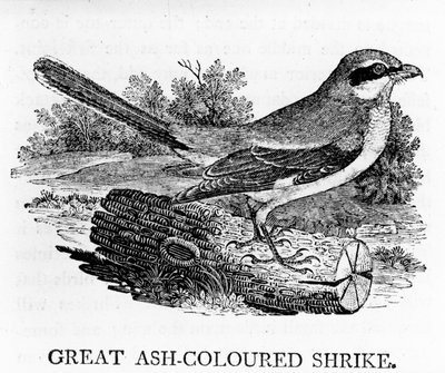 Great Ash-Coloured Shrike, illustration fra 