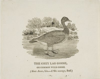 Grey Lag Goose af Thomas Bewick