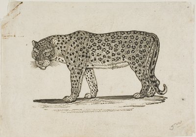 Leopard af Thomas Bewick