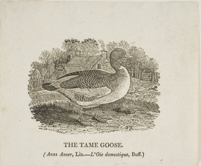 Den tamme gås af Thomas Bewick