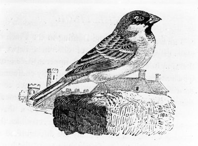 Husspurven, illustration fra 