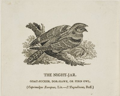 Nat-krukken af Thomas Bewick