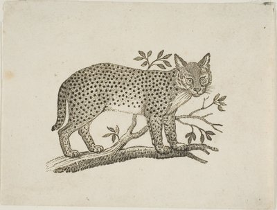 Servalen af Thomas Bewick
