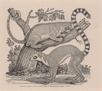 To Lemurer, fra "General History of Quadrupeds" af Thomas Bewick