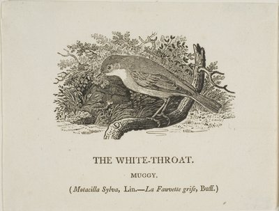 Hvid hals (fugl) af Thomas Bewick