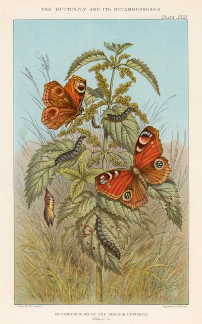 Metamorfoser af påfuglesommerfuglen, 1888 af Thomas Brown