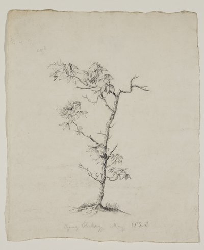 Ung hickory af Thomas Cole