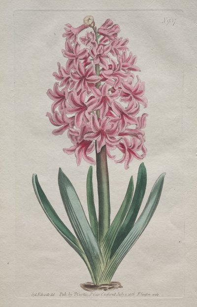 Det botaniske magasin eller blomsterhave vist: Havehyacint af Thomas Curtis