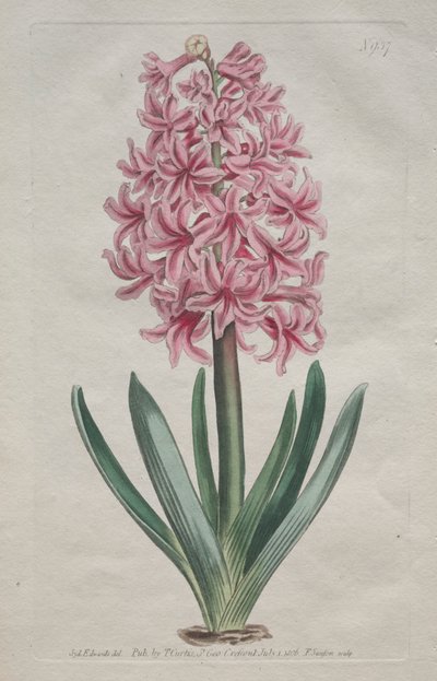 Det botaniske magasin eller blomsterhave vist: Havehyacint, 1806. af Thomas Curtis
