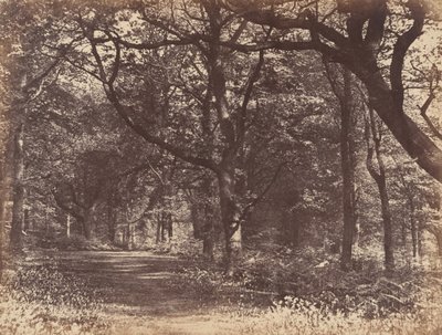 Træscene, Norton, Cheshire, 1856. af Thomas Davies